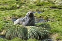 Antarctic Fur Seal